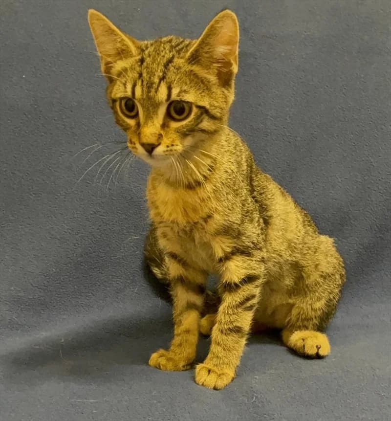 Rim, Mixed Breed (Dumovec)