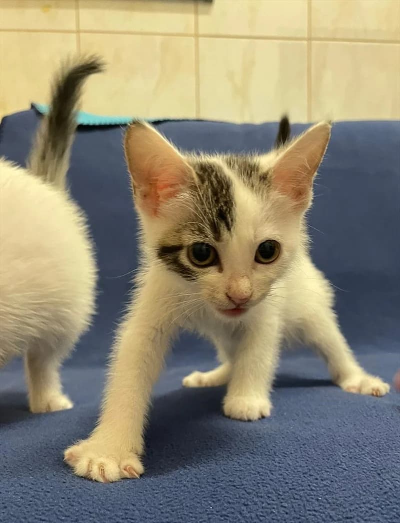 Elza, Mixed Breed (Dumovec)
