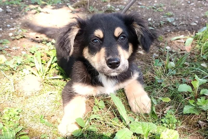 Gimli,  (Dumovec)