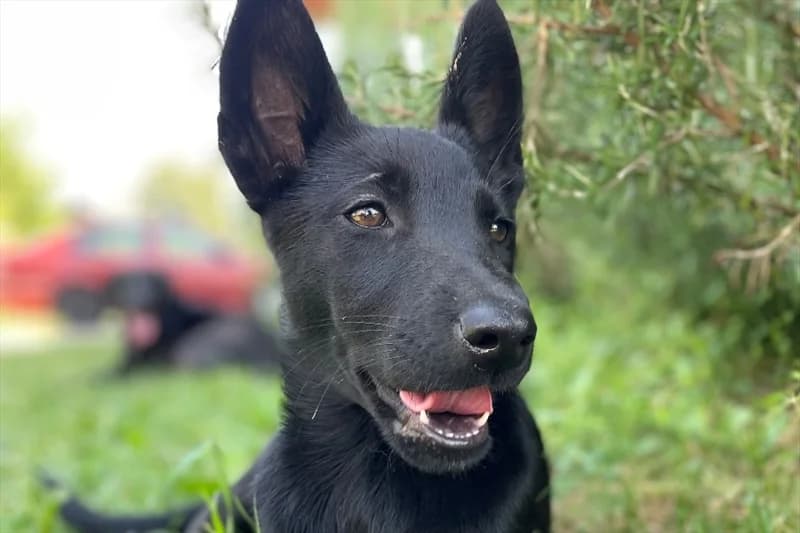 Zorka,  (Dumovec)