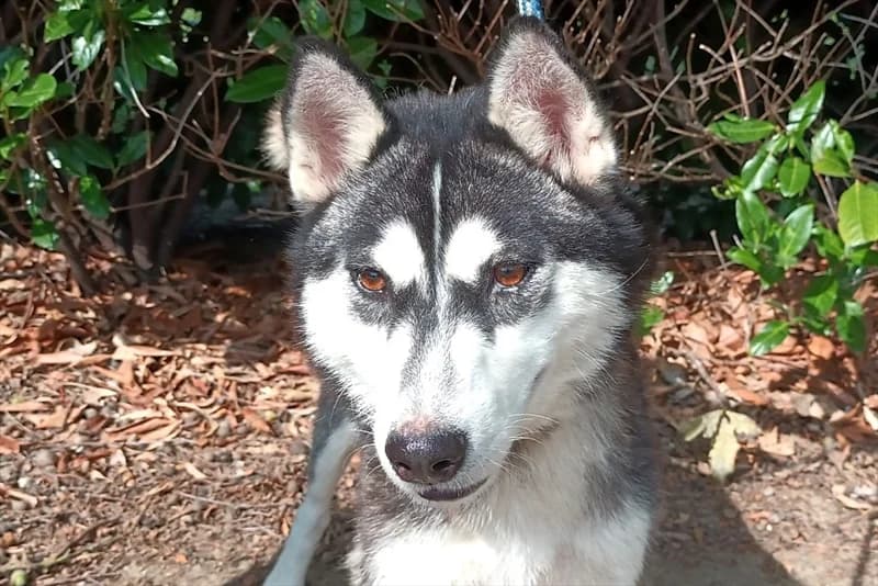 Tabita, female 4yo Husky for adoption at Dumovec, Zagreb