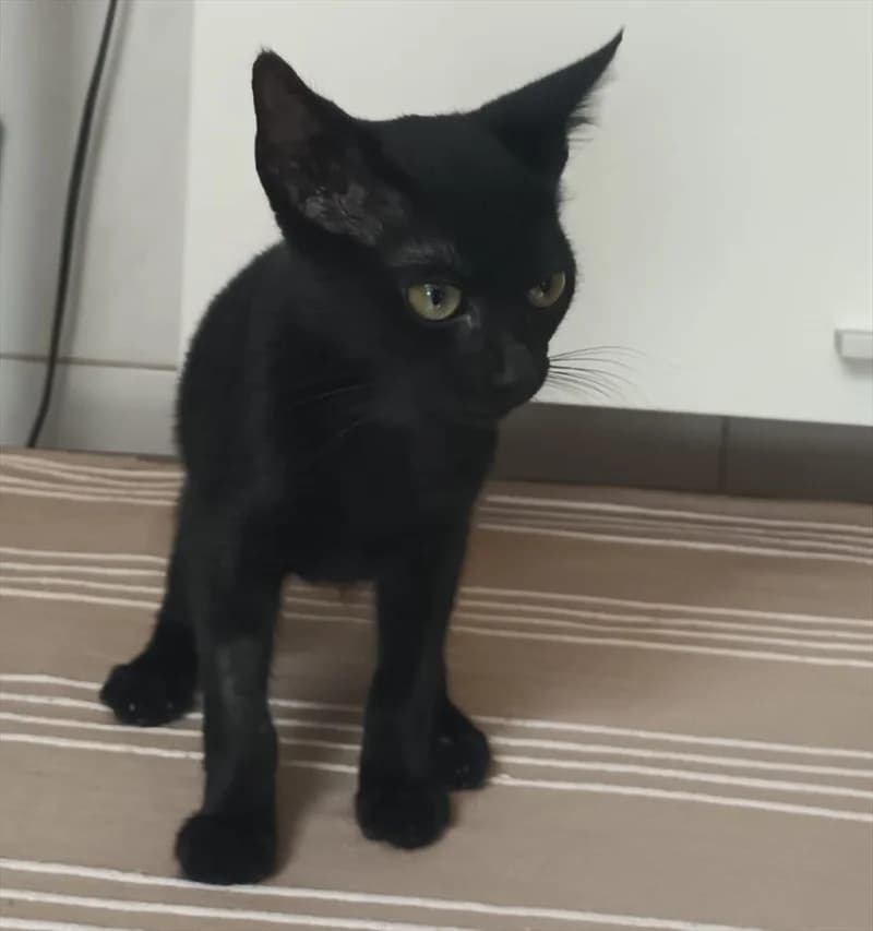 Blue, male young Mixed Breed for adoption at Dumovec, Zagreb