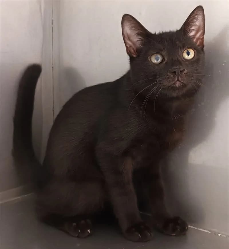 Špiro, Mixed Breed (Dumovec)