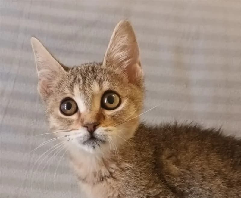 lara, Mixed Breed (Dumovec)