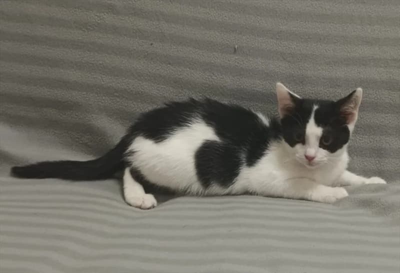 Mileva, Mixed Breed (Dumovec)