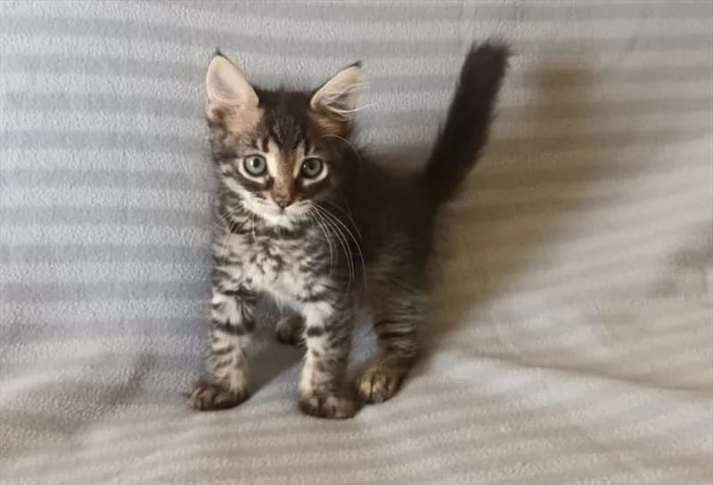 Manilla, Mixed Breed (Dumovec)