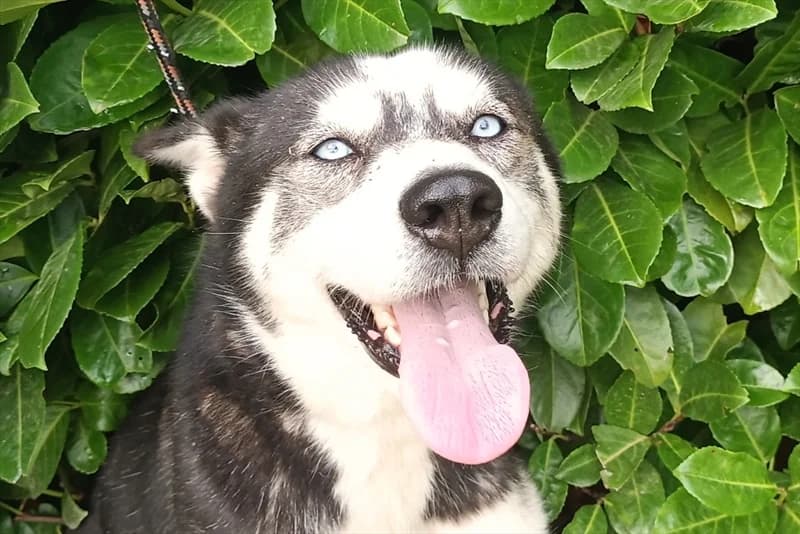 Fryda, female young Husky for adoption at Dumovec, Zagreb