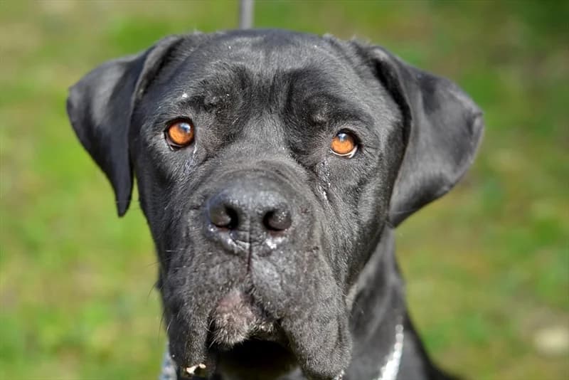 Luga, Cane Corso (Dumovec)