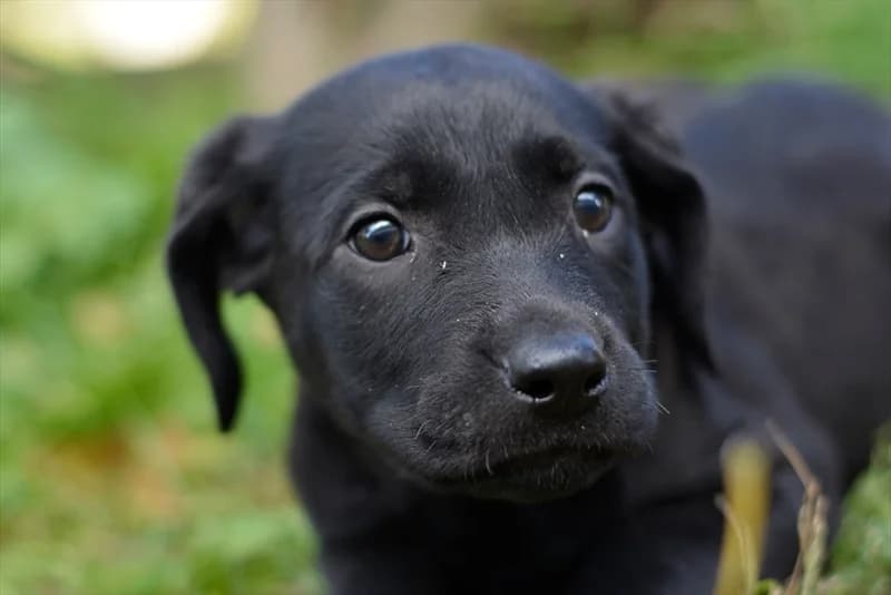 Granadila, Labrador Retriever (Dumovec)
