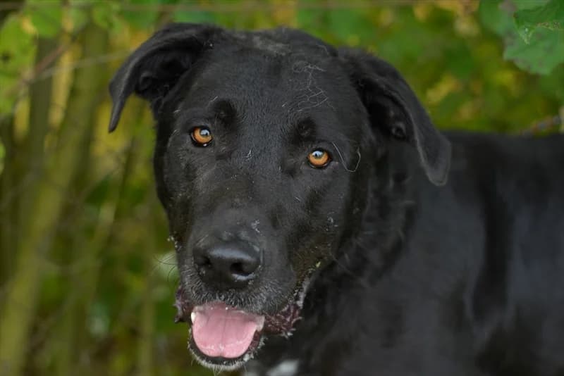 Remy, Labrador Retriever (Dumovec)