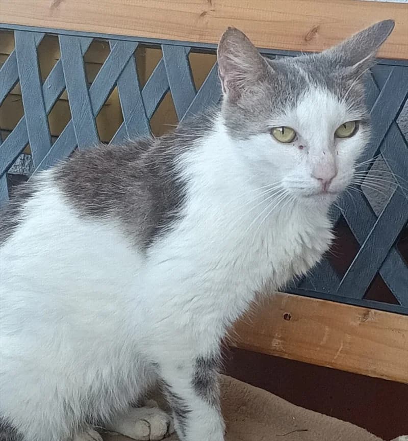 Lolly, female senior Mixed Breed for adoption at Dumovec, Zagreb