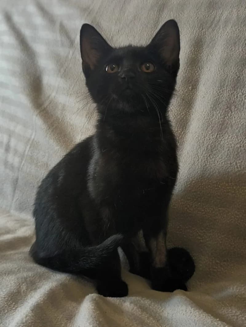 Sele, Mixed Breed (Dumovec)