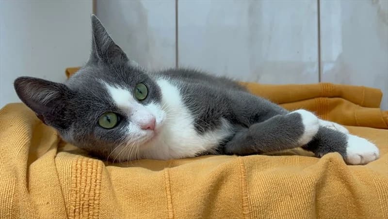 Ciprian, Mixed Breed (Dumovec)