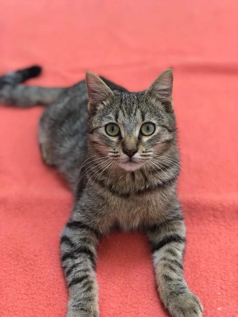 Saša, Mixed Breed (Dumovec)