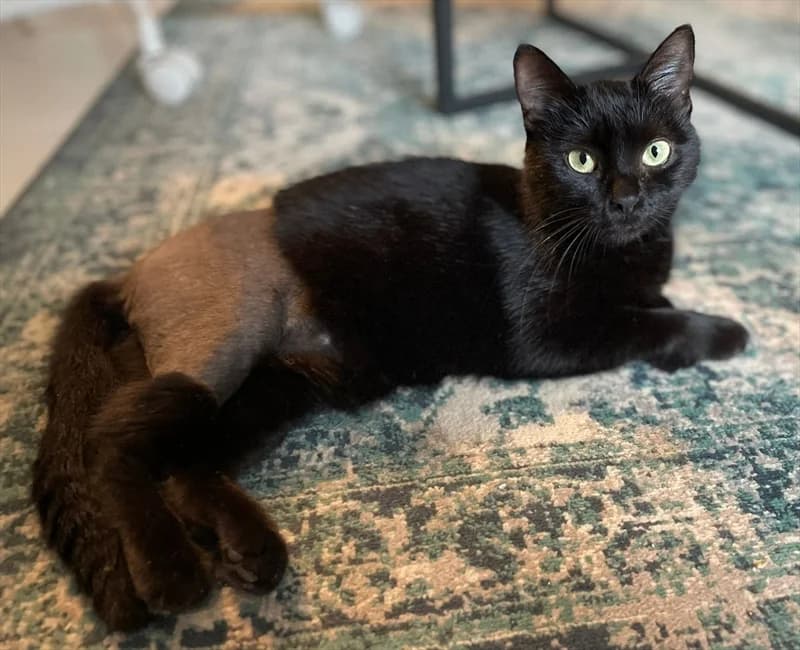 Ima, Mixed Breed (Dumovec)