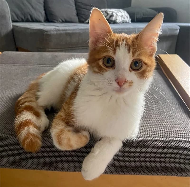 Mače, Mixed Breed (Dumovec)