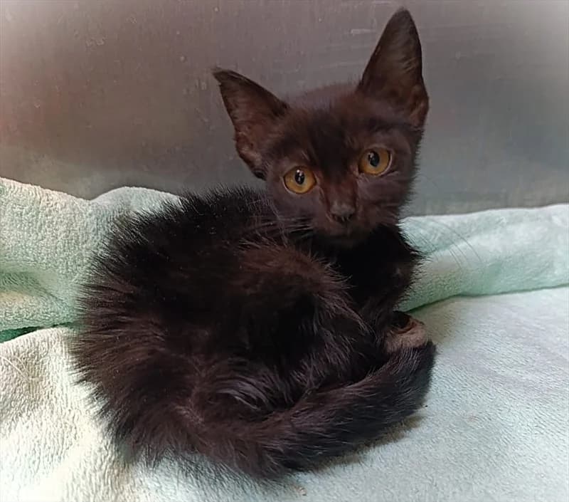 Crni Metak, Mixed Breed (Dumovec)
