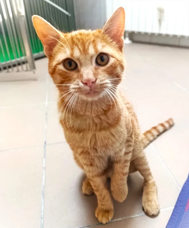 Žuti ( Red), Mixed Breed (Dumovec)