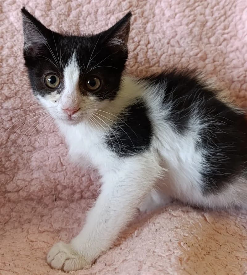 Blaženka, female young Mixed Breed for adoption at Dumovec, Zagreb