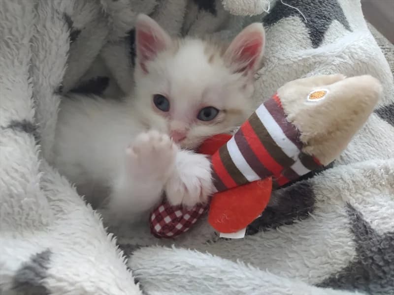 Wayne, Mixed Breed (Dumovec)