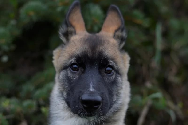 Cutie, female young Husky for adoption at Dumovec, Zagreb