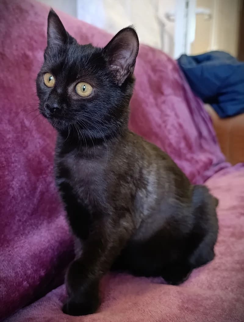 Naomi, Mixed Breed (Dumovec)