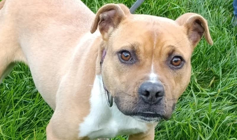 Alina, female young mixed breed for adoption at Dumovec, Zagreb