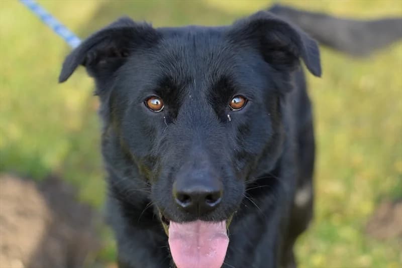 Bongo, male 4yo Labrador Retriever for adoption at Dumovec, Zagreb