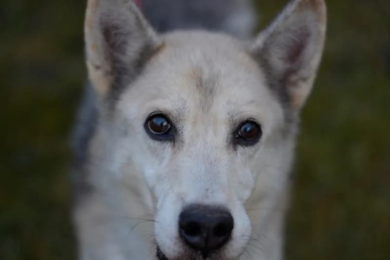 Puca,  (Dumovec)