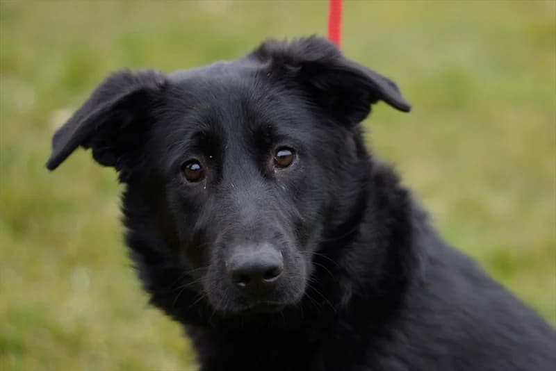 Beba, Labrador Retriever (Dumovec)
