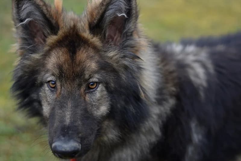 Balto,  (Dumovec)