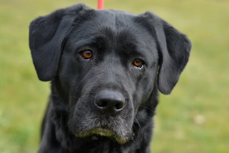 Bea, Labrador Retriever (Dumovec)