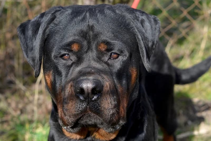 Šime, male young Rottweiler for adoption at Dumovec, Zagreb