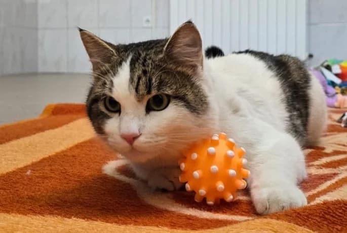Julije Cezar, Mixed Breed (Dumovec)