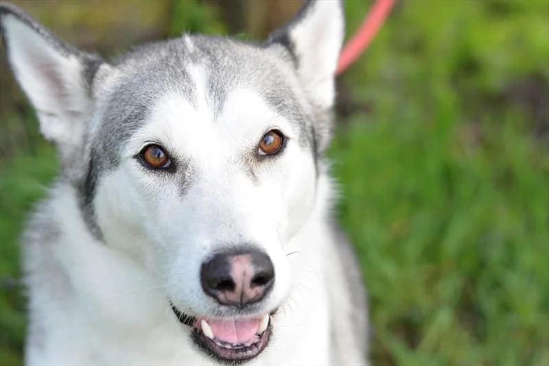Brinna, female 6yo Husky for adoption at Dumovec, Zagreb