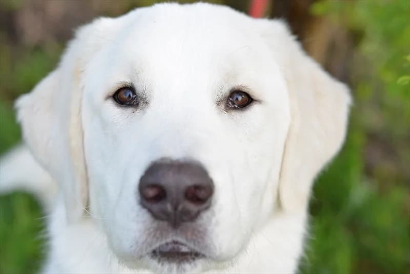 Toto, Labrador Retriever (Dumovec)