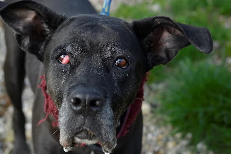 Kali, female senior Cane Corso for adoption at Dumovec, Zagreb