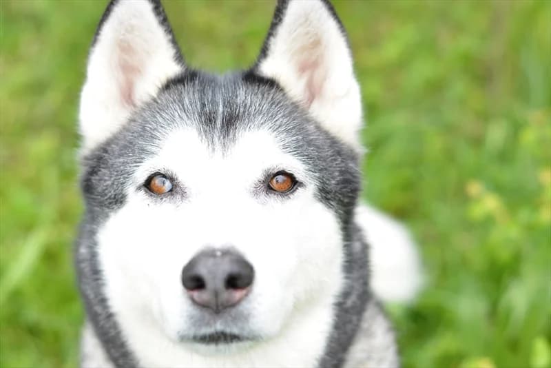 Maya, female senior Husky for adoption at Dumovec, Zagreb
