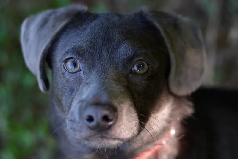 Changa, Mixed Breed (Dumovec)