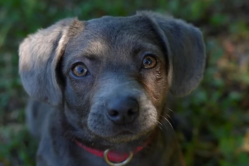Chimy, Mixed Breed (Dumovec)