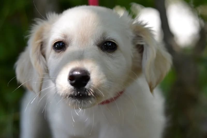 Chico,  (Dumovec)