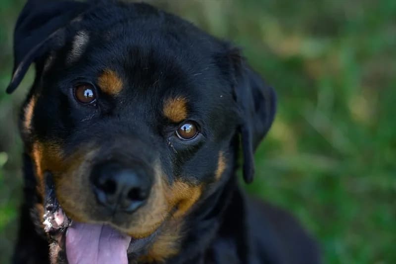 Gaston, male young Rottweiler for adoption at Dumovec, Zagreb