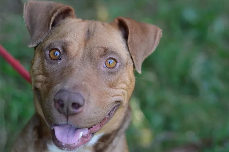 Aba, female young mixed breed for adoption at Dumovec, Zagreb