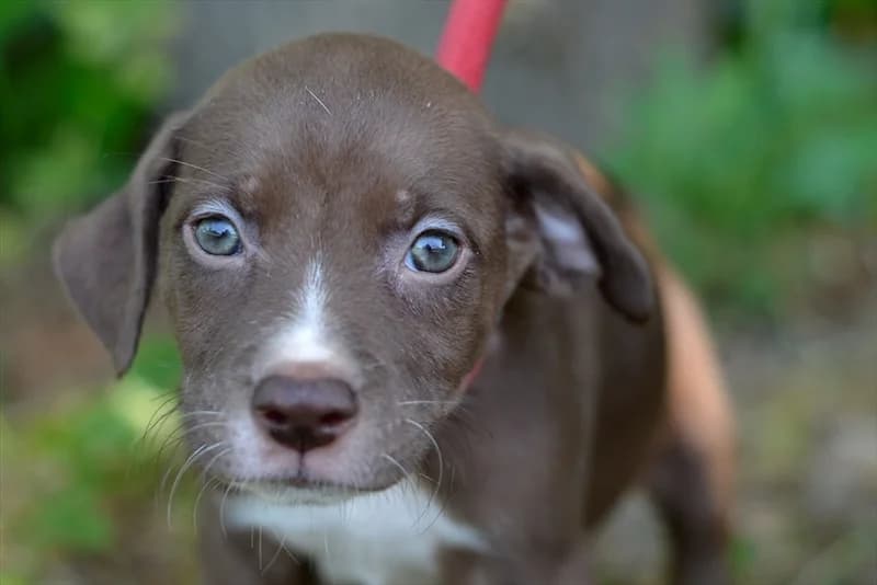 Alice, female young mixed breed for adoption at Dumovec, Zagreb