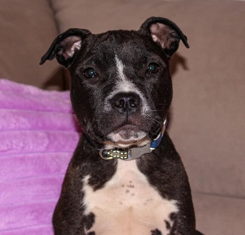 ghghg,  puppy Mixed Breed for adoption at Dumovec, Zagreb