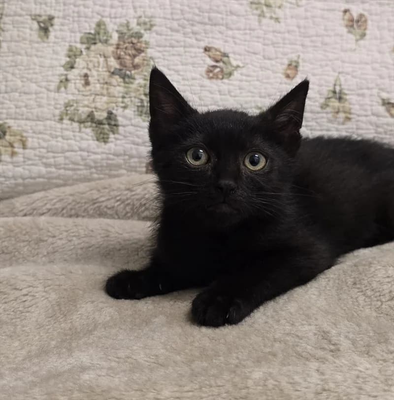 MUCHO, Mixed Breed (Dumovec)
