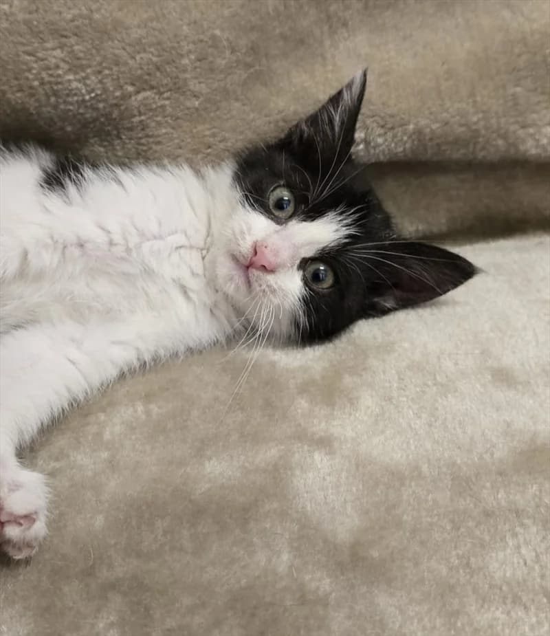 PETRA, Mixed Breed (Dumovec)
