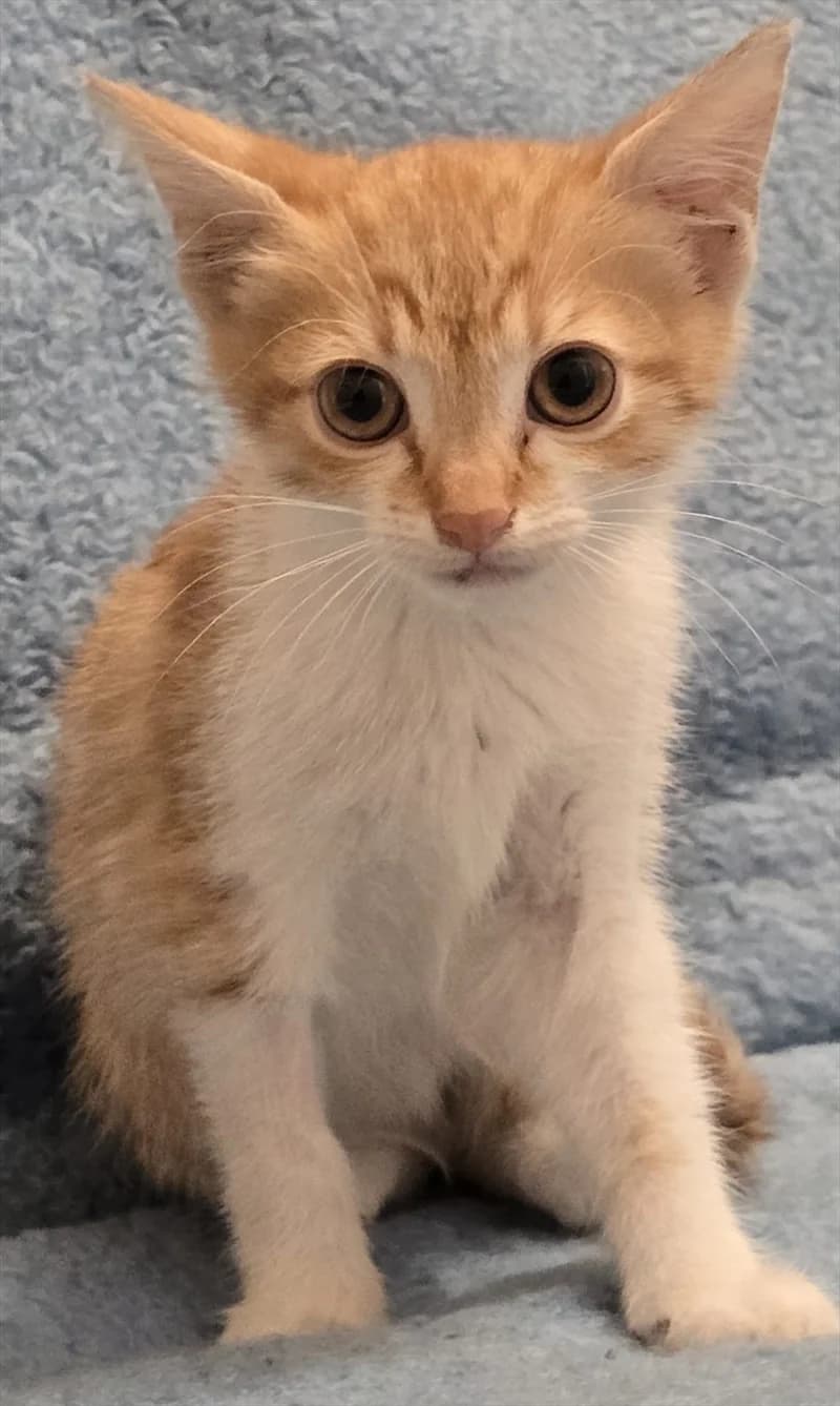 DUBKO, Mixed Breed (Dumovec)