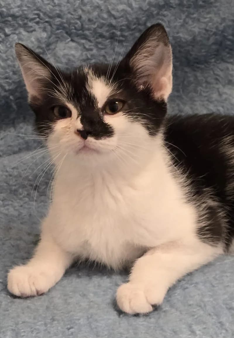 FLEKICA, Mixed Breed (Dumovec)