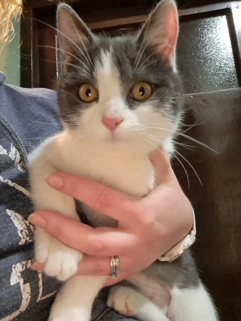MIMI, Mixed Breed (Dumovec)